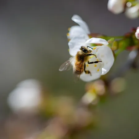 Tiny Haus 1 - Kirsche *