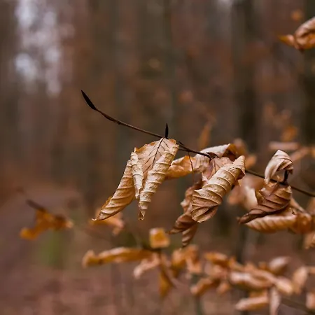 Tiny Haus 1 - Kirsche *