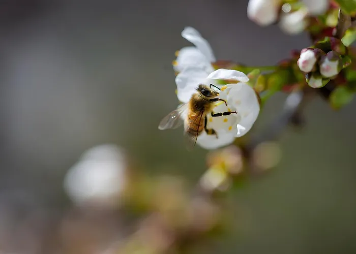 Tiny Haus 1 - Kirsche *