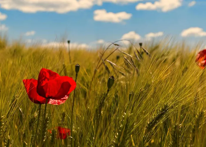 Tiny Haus 1 - Kirsche *