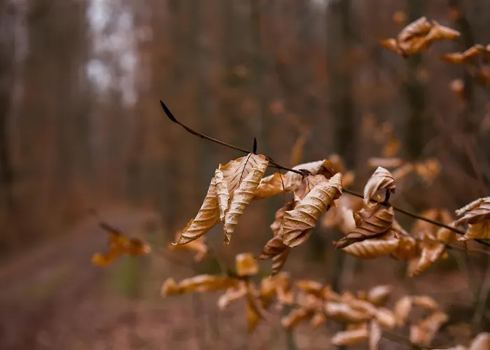 Tiny Haus 1 - Kirsche *