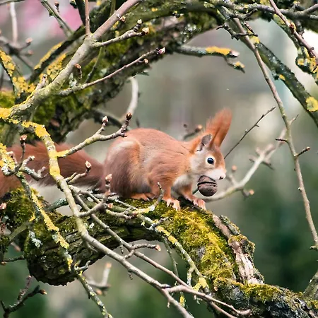 Tiny Haus 1 - Kirsche * 크레스브론암보덴지