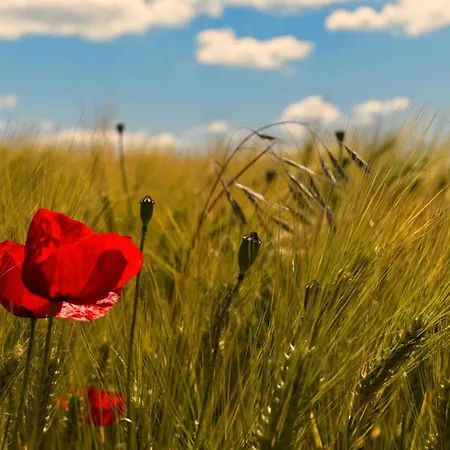 Tiny Haus 1 - Kirsche *