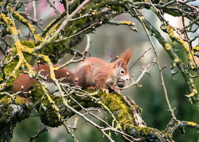 Tiny Haus 1 - Kirsche * 크레스브론암보덴지